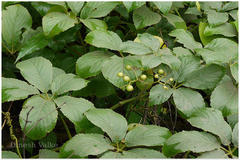 Cyphostemma auriculatum